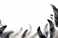 Black feathers backgrounds softness abstract.