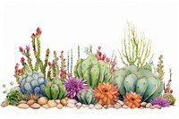 Cactus plant creativity floristry.