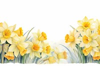 Daffodils flower plant white.