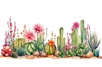 Cactuses plant land tranquility.