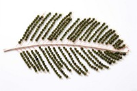  Palm leaves jewelry plant leaf. AI generated Image by rawpixel.
