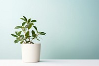Plant pot paper  bonsai leaf studio shot.