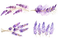 Golden glitter outline stroke with purple watercolor lavender flower plant inflorescence.