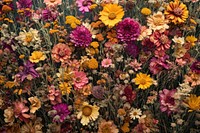 Dried flower background backgrounds outdoors nature.