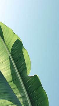  Banana leaf outdoors nature plant. AI generated Image by rawpixel.