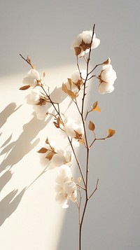  Cotton flower branch blossom plant white. AI generated Image by rawpixel.