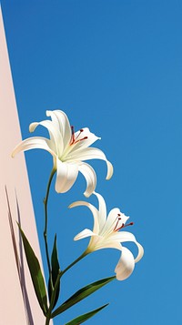  Lily blossom flower plant. AI generated Image by rawpixel.