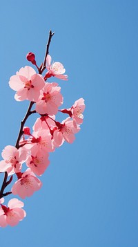  Sakura outdoors blossom flower. AI generated Image by rawpixel.