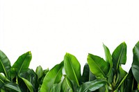 Bananas leaves border backgrounds plant green. AI generated Image by rawpixel.