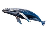  Whale animal mammal fish. AI generated Image by rawpixel.