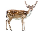 Deer wildlife animal mammal.