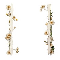Old flower pattern adhesive strip plant white white background. AI generated Image by rawpixel.
