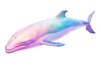 Cute whale dolphin animal mammal.