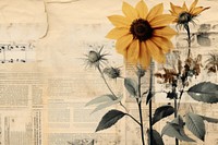 Sunflower backgrounds newspaper plant.