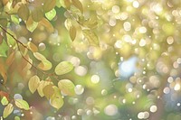 Nature pattern bokeh effect background backgrounds sunlight outdoors.