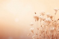 Dried flowers background backgrounds outdoors nature.