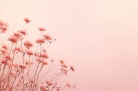 Dried pink flower background backgrounds outdoors nature.