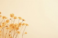 Dried yellow flower background backgrounds nature plant.