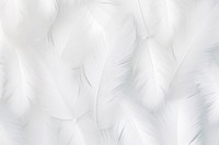 Feather background white backgrounds lightweight.