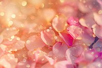 Petal pattern bokeh effect background backgrounds outdoors blossom.