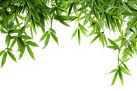 Bamboo border plant tree backgrounds.