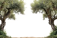 Olive trees border nature plant outdoors.