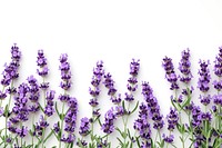 Lavender border flower plant backgrounds.