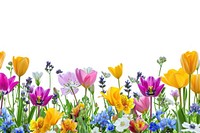 Spring flowers border nature plant backgrounds.