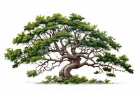 The tree in embroidery style plant illustrated outdoors.
