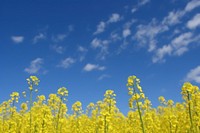 Rapeseed field sky landscape grassland. AI generated Image by rawpixel.