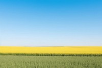 Rapeseed field sky outdoors horizon. AI generated Image by rawpixel.