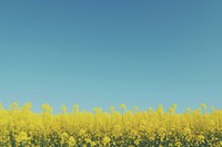 Rapeseed field sky agriculture landscape. AI generated Image by rawpixel.