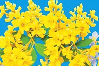 Rapeseed field outdoors blossom flower. AI generated Image by rawpixel.