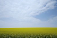 Rapeseed field sky landscape outdoors. AI generated Image by rawpixel.