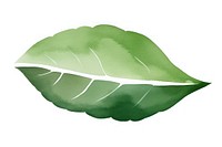 A tree leaf plant white background herbal.