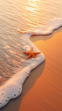Starfish sunset sand invertebrate.