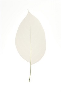 A tree leaf plant white white background.