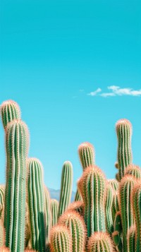 Desert cacti backgrounds outdoors cactus.