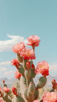 Desert cacti flowers cactus cloud plant.