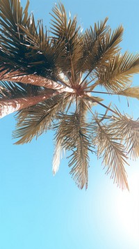 Palm trees sky backgrounds sunlight.