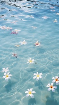 Plumeria flowers outdoors floating swimming.