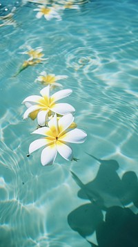 Plumeria flowers floating outdoors nature.