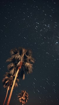 Palm trees night sky outdoors.