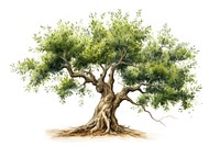 Olive tree drawing sketch plant. AI generated Image by rawpixel.