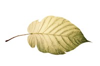 Botanical illustration of a leaf plant freshness nature.