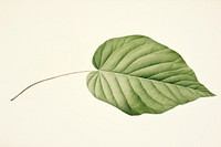 Botanical illustration of a leaf plant freshness pattern.