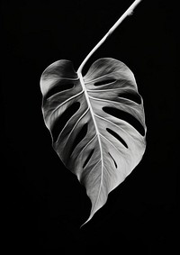 A minimal leaf plant black white.