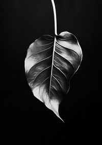 A minimal leaf plant black white.