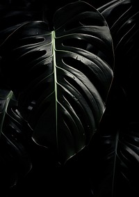 A monstera leaf black backgrounds electronics.