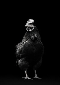 A chicken poultry animal black.